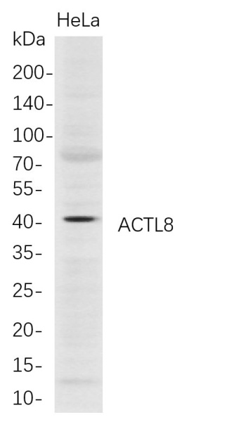 Recombinant ACTL8 Monoclonal Antibody (AN300758L)