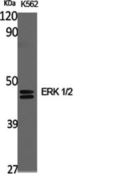 ERK 1/2 Polyclonal Antibody (E-AB-31374)