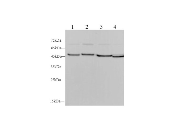ENO2 Polyclonal Antibody (D-AB-10203L)