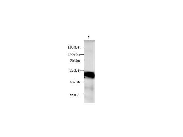 SEPP1 Polyclonal Antibody (D-AB-10379L)