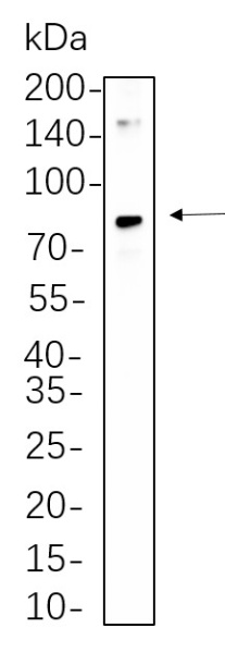 Recombinant CD34 Monoclonal Antibody (AN300625L)