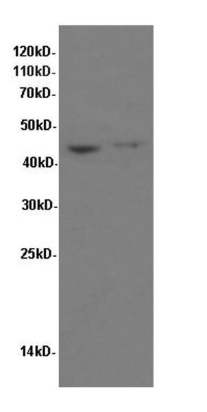 FAS Polyclonal Antibody (E-AB-40063)
