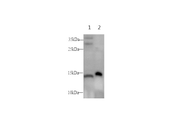 NPY Polyclonal Antibody (D-AB-10172L)