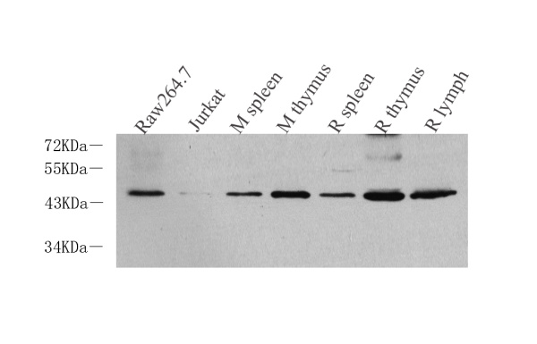 CD14 Polyclonal Antibody (E-AB-70113)