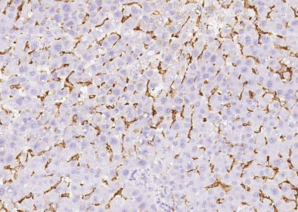 CD16b/FCGR3B Monoclonal Antibody (AN200200P)