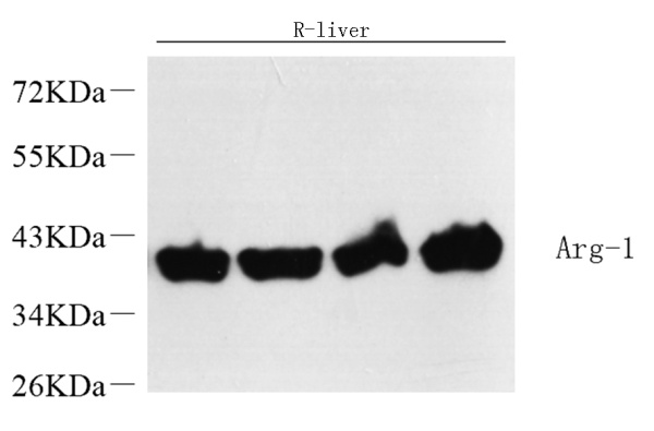 ARG1 Polyclonal Antibody (E-AB-70142)