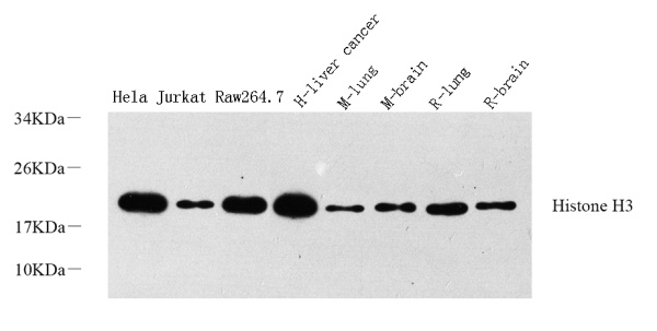 Histone H3 Polyclonal Antibody (E-AB-70010)