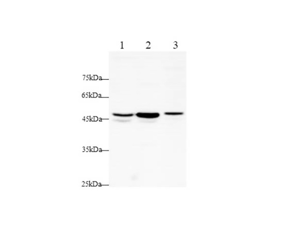 TNF RI/TNFRSF1A Polyclonal Antibody (AN005930L)