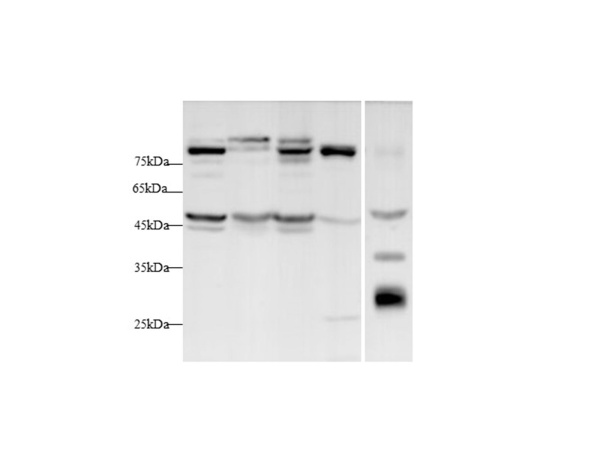 Lbp Polyclonal Antibody (D-AB-10445L)