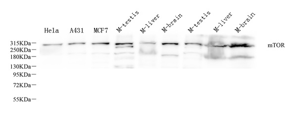 MTOR Polyclonal Antibody (E-AB-70304)