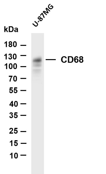 Recombinant CD68 Monoclonal Antibody (AN301076L)