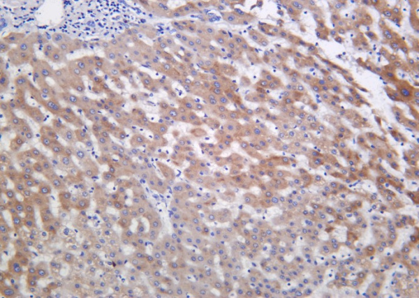 Recombinant Inhibin β-E Monoclonal Antibody (AN301404L)