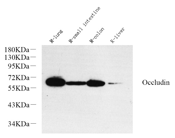 OCLN Polyclonal Antibody (E-AB-70321)