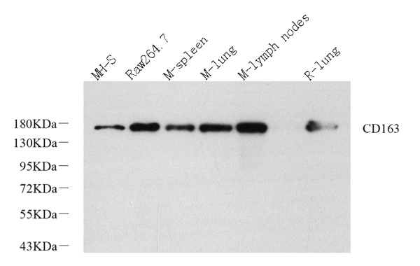 CD163 Polyclonal Antibody (E-AB-70306)