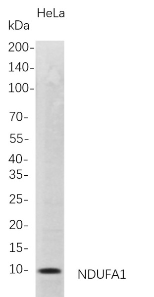 Recombinant NDUFA1 Monoclonal Antibody (AN300778L)