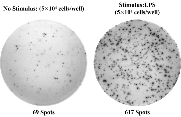 Human IL-10 (Interleukin 10) ELISPOT Kit (ESP-H0003)