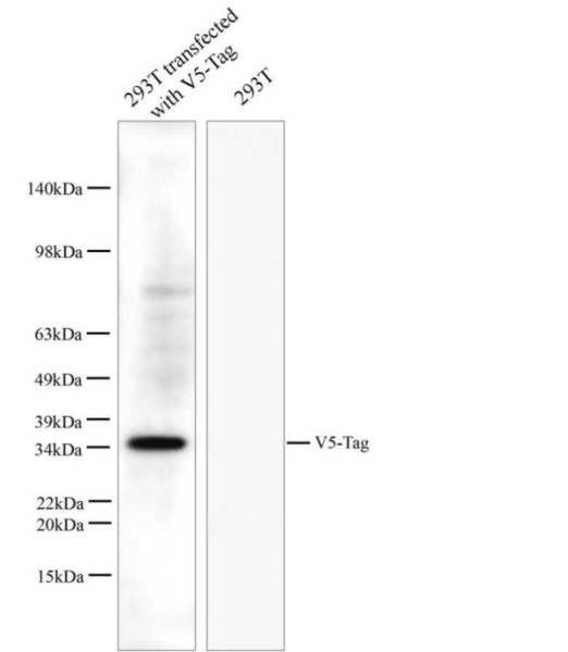 V5-Tag Monoclonal Antibody (E-AB-48004)