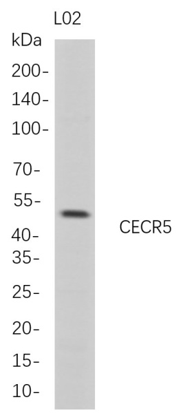 Recombinant CECR5 Monoclonal Antibody (AN300745L)