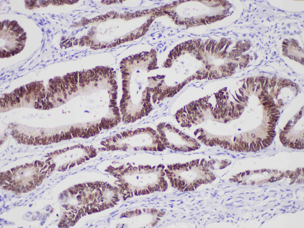 CDX-2 Monoclonal Antibody (ELAB6305-M)