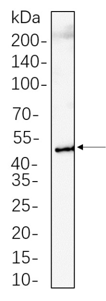 Recombinant RIP3 Monoclonal Antibody (AN301354L)