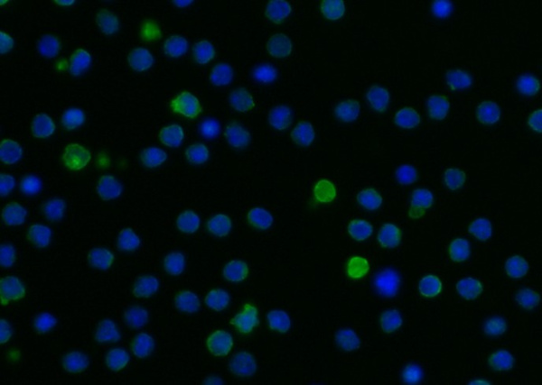 Recombinant LILRB3 Monoclonal Antibody (AN300557P)