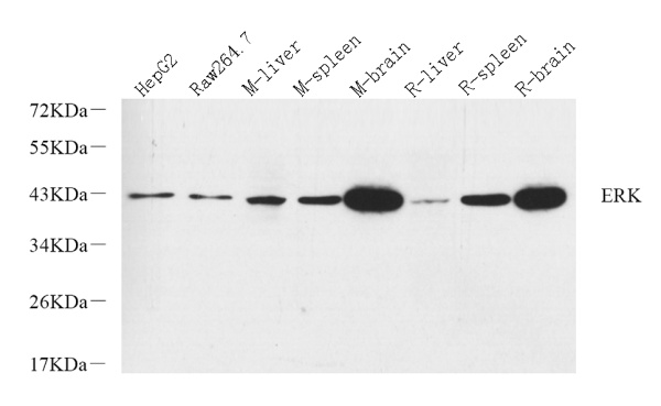 ERK 2 Polyclonal Antibody (E-AB-70240)