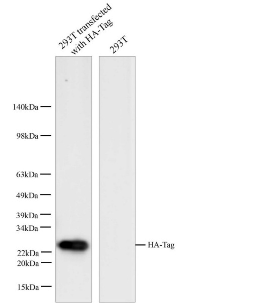 HA-Tag Polyclonal Antibody (E-AB-40523)