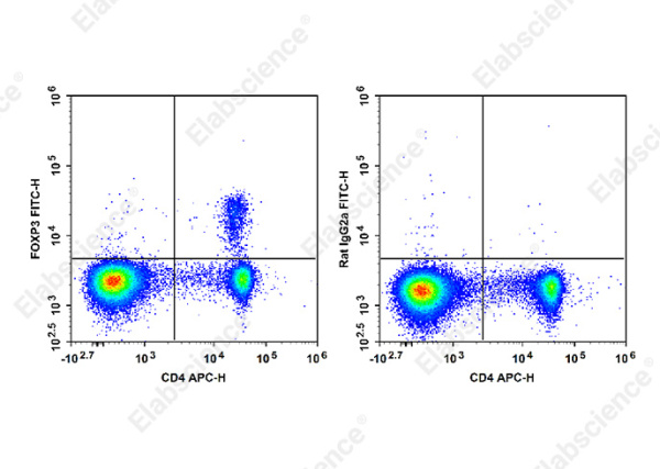 FITC Anti-Mouse/Rat Foxp3 Antibody[FJK-16s] (E-AB-F1351UC)