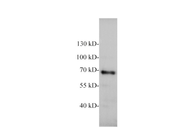 NEFL Polyclonal Antibody (E-AB-40641)