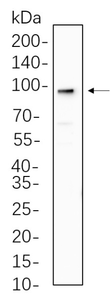 Recombinant AGO2 Monoclonal Antibody (AN300607L)