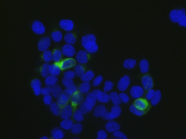 Elab Fluor® 488-conjugated HA Tag Monoclonal Antibody (AN00301L)