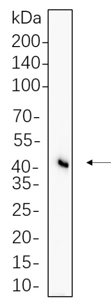 Recombinant Flotillin-1 Monoclonal Antibody (AN300710L)