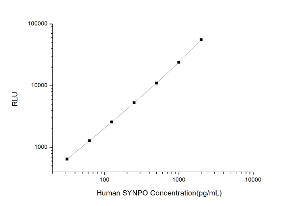 Human SYNPO (Synaptopodin) CLIA Kit (E-CL-H1221)
