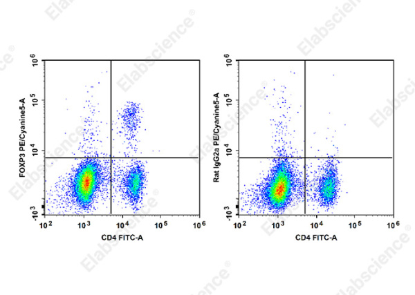 PE/Cyanine5 Anti-Mouse/Rat Foxp3 Antibody[FJK-16s] (E-AB-F1351G)