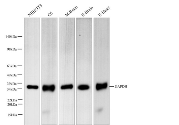 GAPDH Polyclonal Antibody (E-AB-40337)