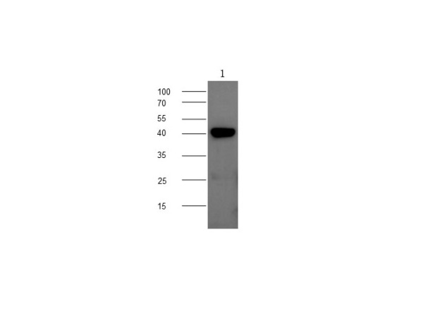 CHI3L1 Polyclonal Antibody (D-AB-10422L)