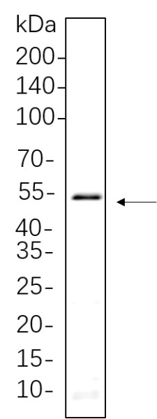 Recombinant Smad3 Monoclonal Antibody (AN301323L)