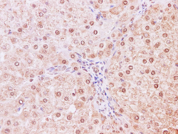 NEDD8 Polyclonal Antibody (E-AB-40240)