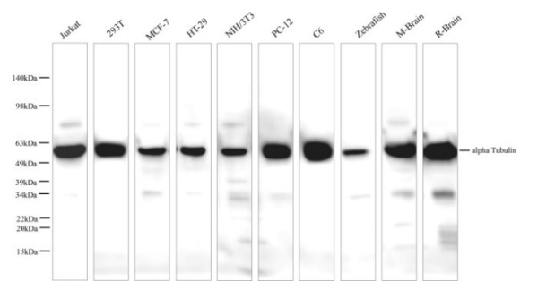 alpha Tubulin Monoclonal Antibody (E-AB-48012)