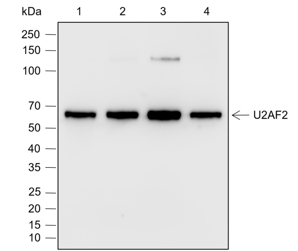 Recombinant U2AF2 Monoclonal Antibody (AN302058L)