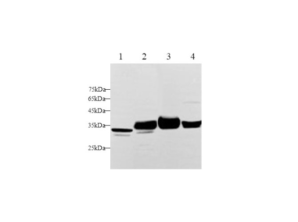 GDF-8 Polyclonal Antibody (D-AB-10385L)