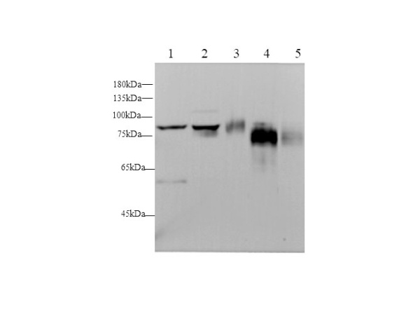 CD44 Polyclonal Antibody (D-AB-10184L)