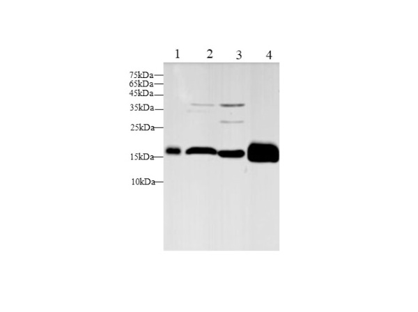 Fth1 Polyclonal Antibody (D-AB-10200L)