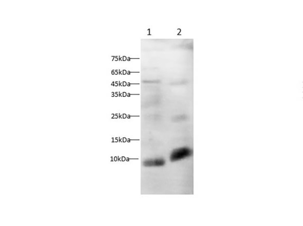 Osteocalcin Polyclonal antibody (AN005910L)