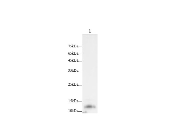 POMC Polyclonal Antibody (AN007010L)