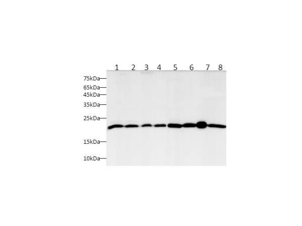 BAX Polyclonal Antibody (D-AB-10386L)