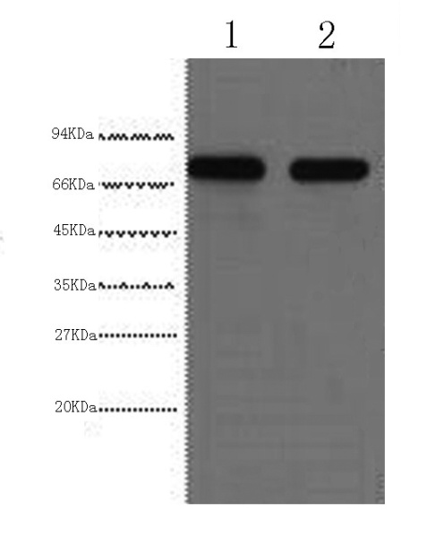 AFP Monoclonal Antibody (E-AB-22033)