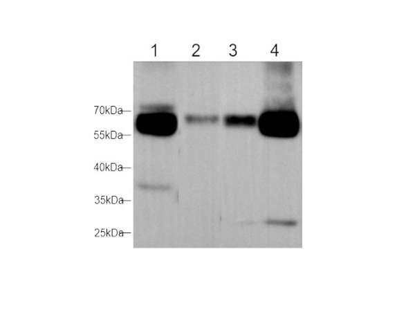 Maoa Polyclonal Antibody (E-AB-40662)