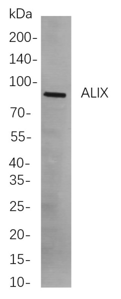 Recombinant ALIX Monoclonal Antibody (AN301104L)