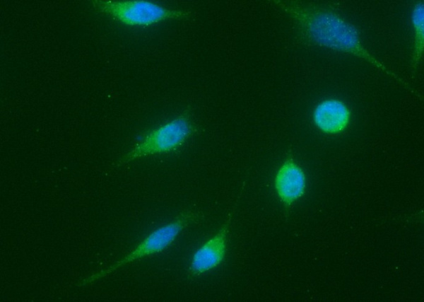 Cyclin A1/CCNA1 Monoclonal Antibody (AN200197P)